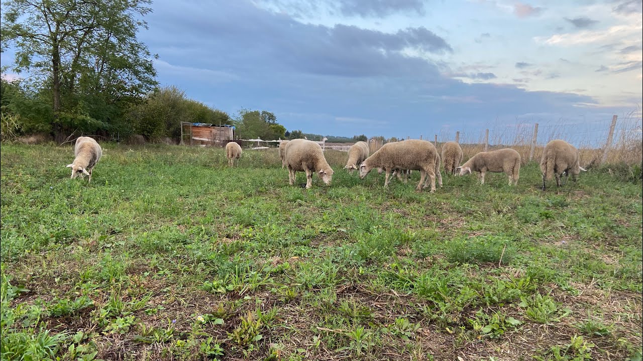 „Ko sam ja i zašto sam izabrao život sa ovcama 🐑 | Rural Vlog by Dejan“#ruralvlog ruralvlog #viral 