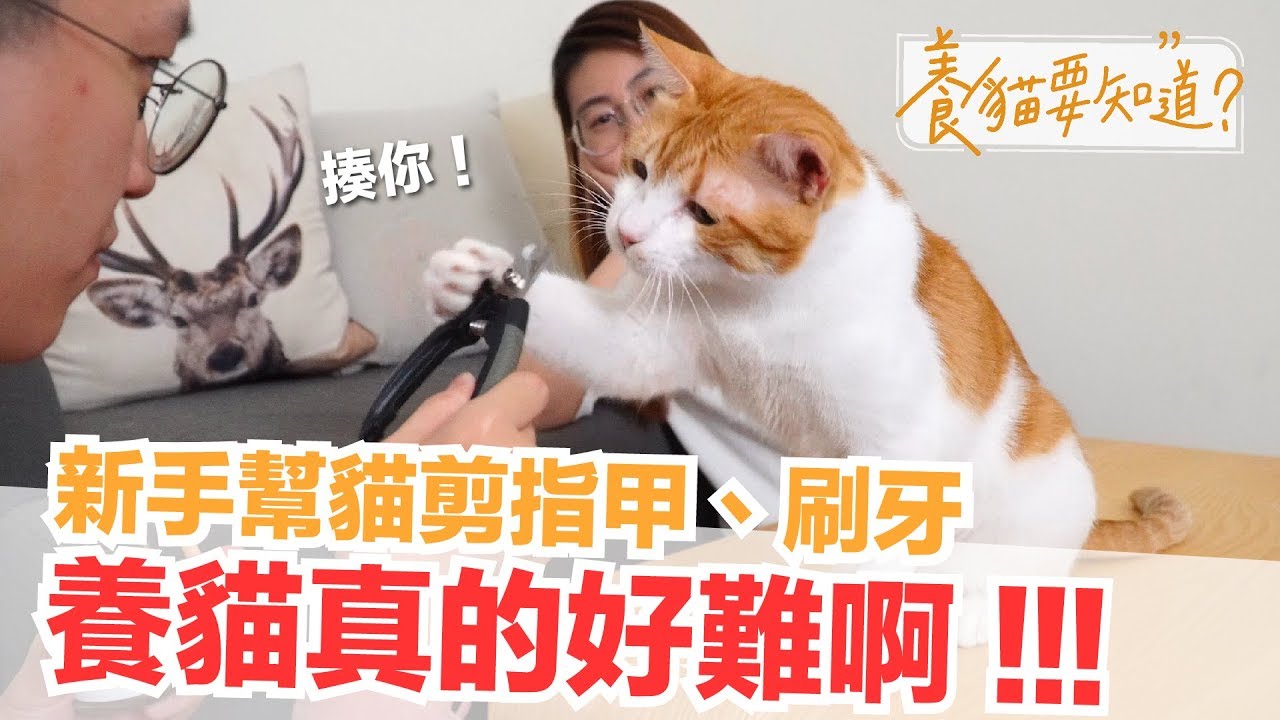 新手幫貓剪指甲超慌亂...養貓沒這麼容易啊～【養貓要知道EP4】貓咪的日常保養