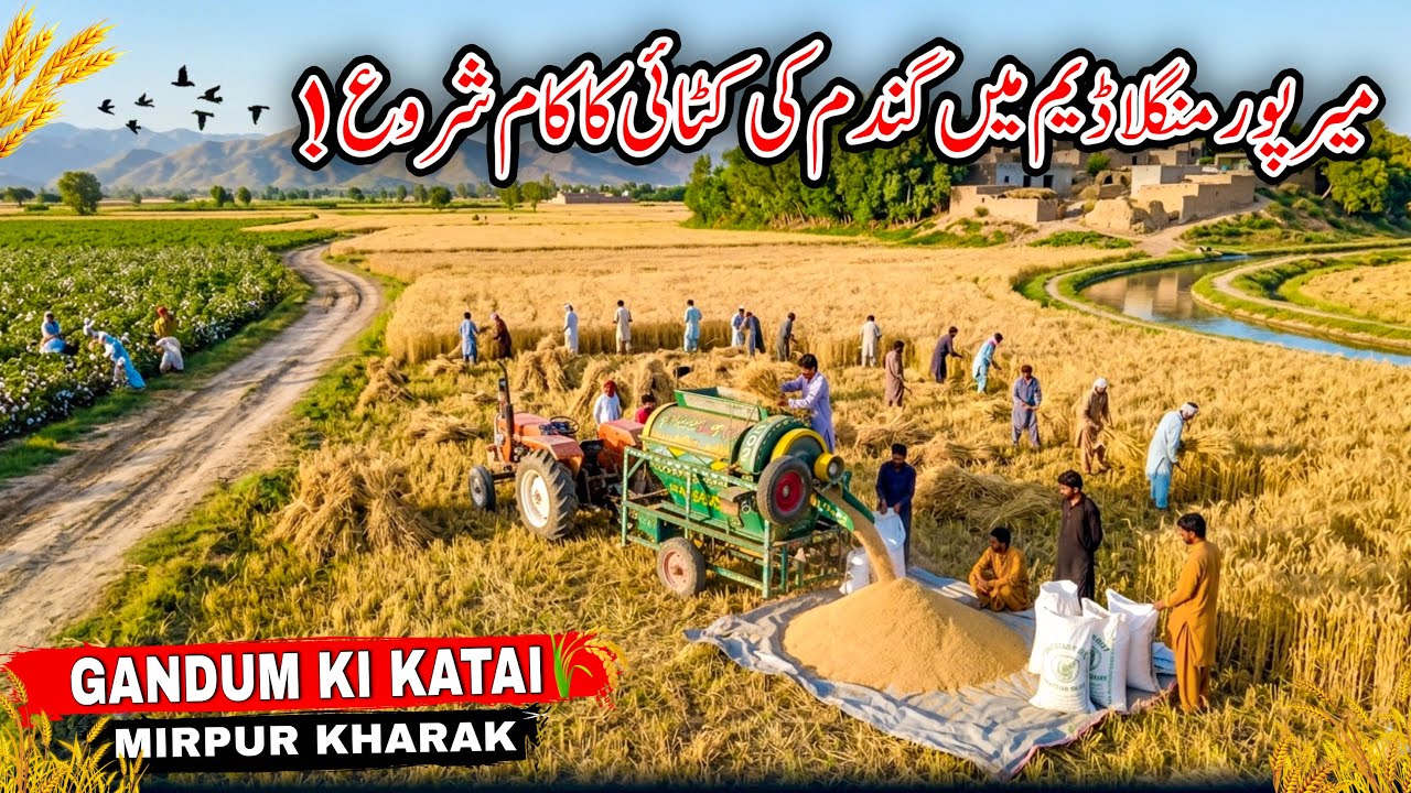 Mirpur Kharak/Wheat Harvesting Begins At Mirpur Mangal Dam/Gandum Ki Katai/Mirpur Azad Kashmir/❤️🌾