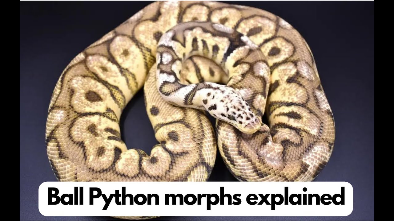 Ball Python Morphs explained. Don't get stuck on genetics - watch this instead!