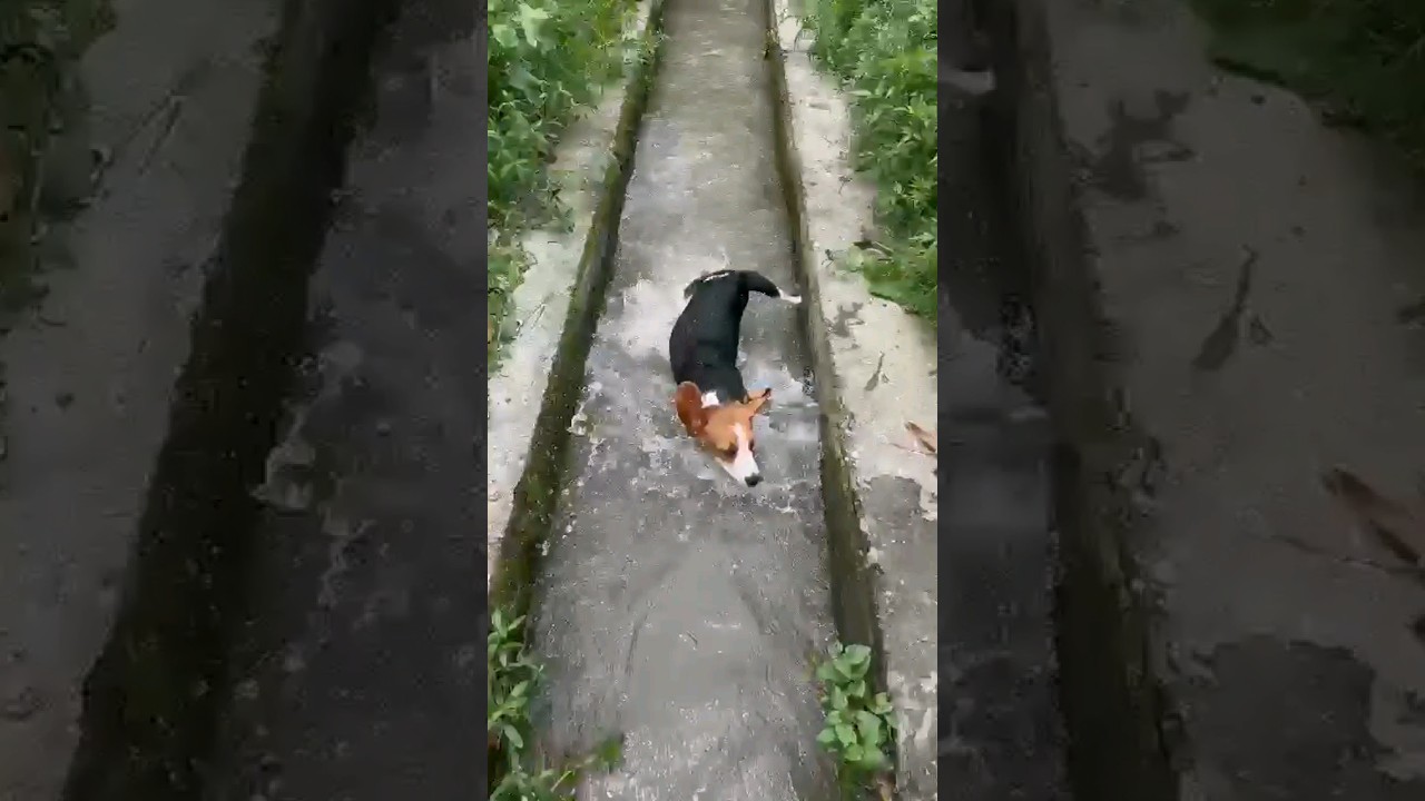 Cute Beagle playing in water #dog #enjoying #beagle #puppy #cute #doglover