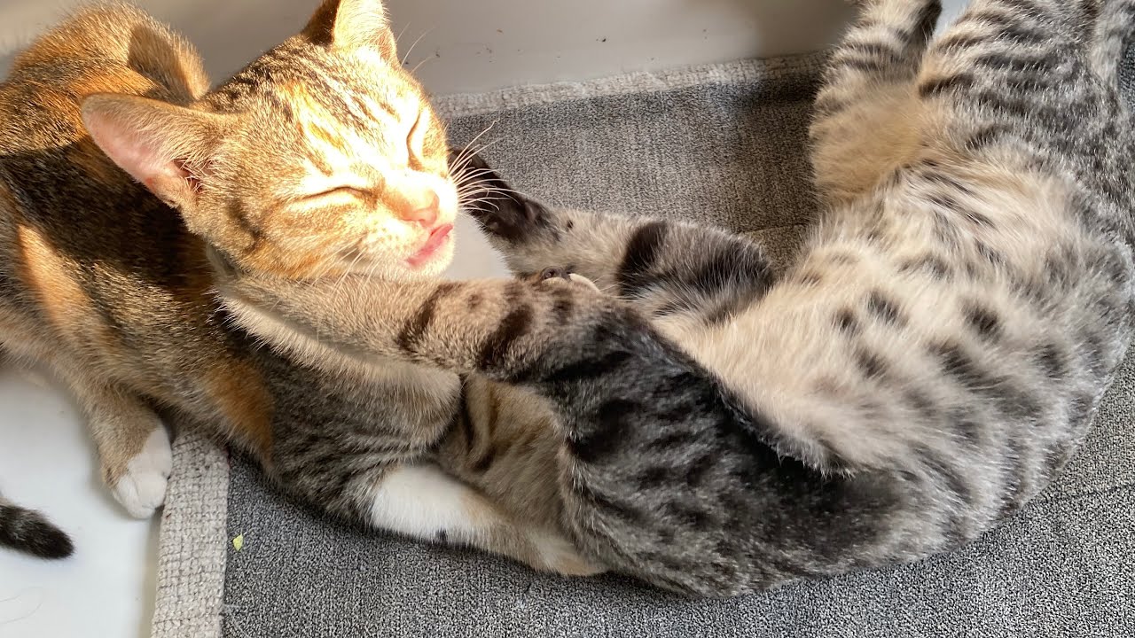 Kittens are cute and adorable😽🤪😻🥰