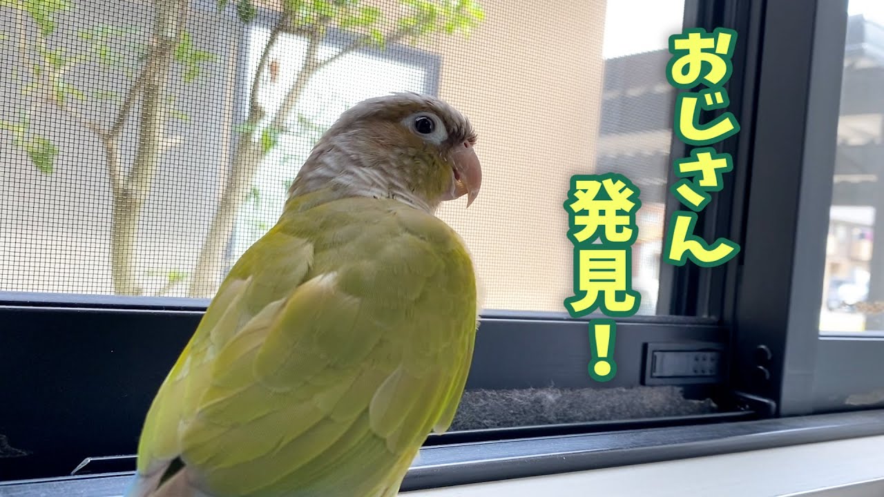 草刈りのおじさんとスズメ達に声をかけるインコ