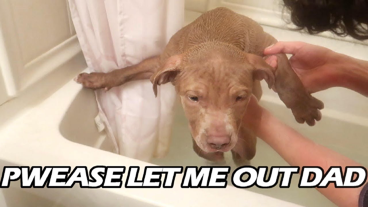 Pitbull Puppy Takes A Bath For The First Time! So Funny!