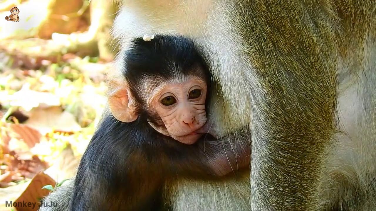 Amazing Baby Monkey,Duk Baby Monkey Want Sleep But can't Coz Big Monkey Nosiy