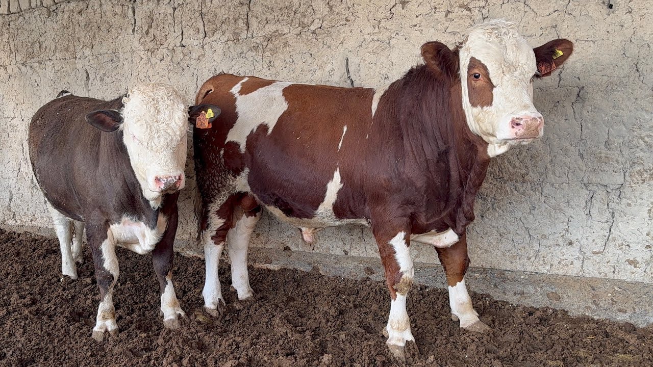 💯% DEXQON . ☎️91-111-99-88 . ZO’R SIMMENTAL BUQALAR SOTILADI. Dastafka yuq.