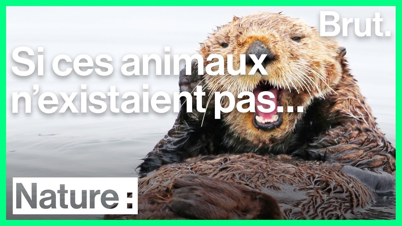 Si ces animaux n'existaient pas…