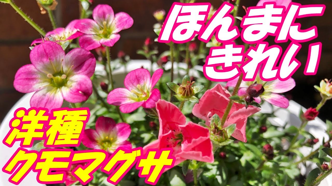 【花】クモマグサの育て方・摘芯