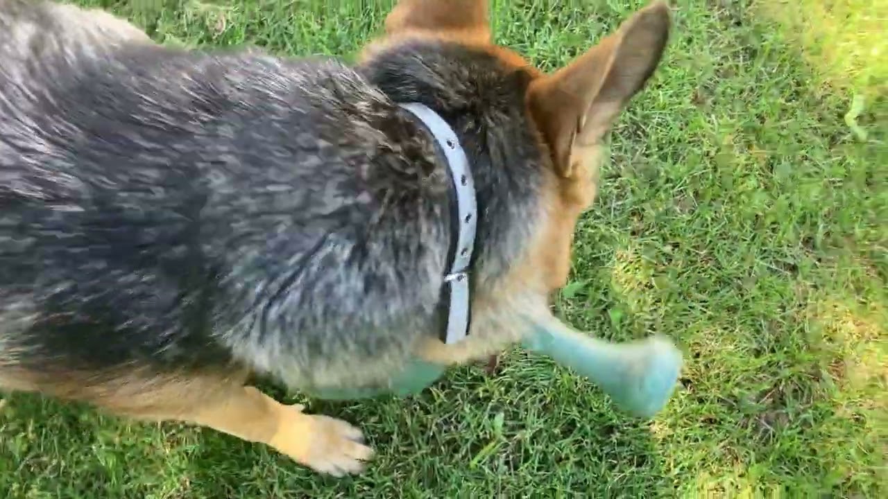 Zeke waters the flowers?