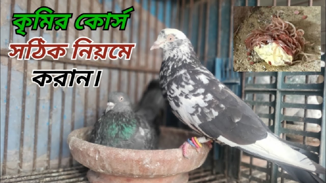 কবুতরের কৃমির কোর্স করানোর সঠিক নিয়ম | পেরাভেট | How to make worm course of pigeon | Peravet