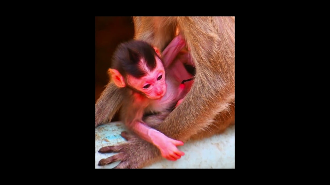 Adorable nice just newborn monkey