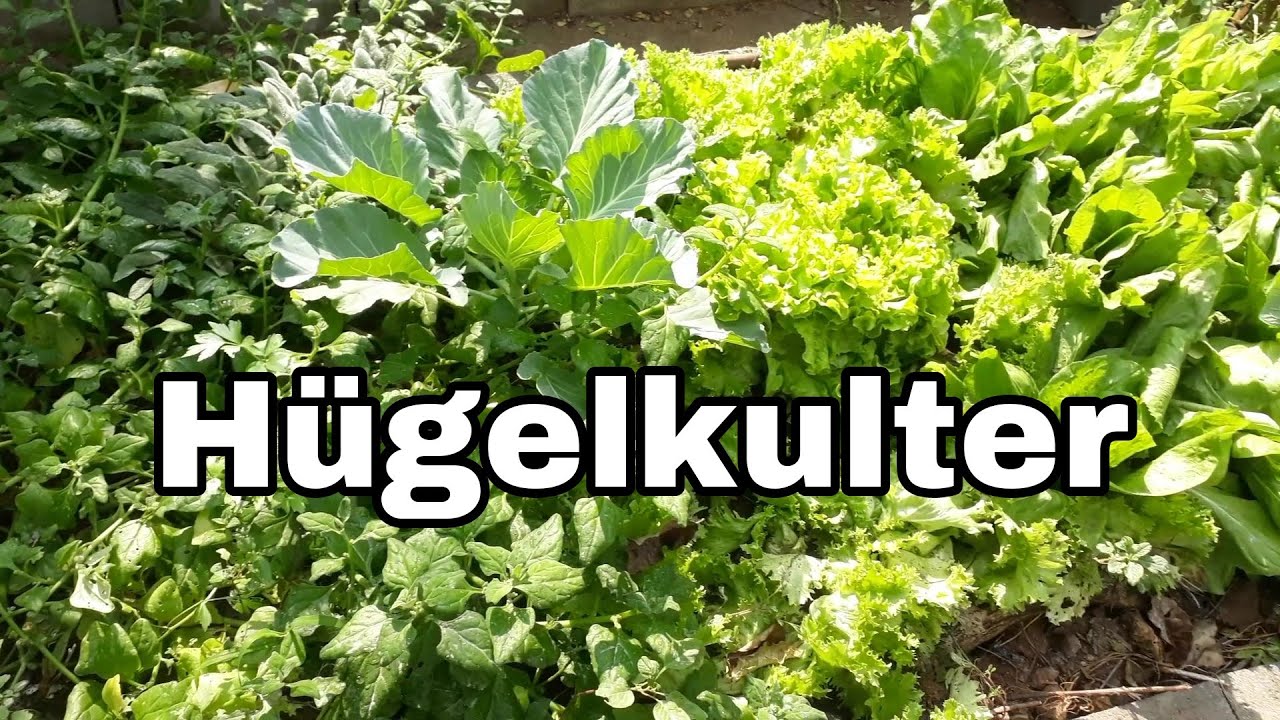 Horta no Quintal com a técnica Hugelkulter