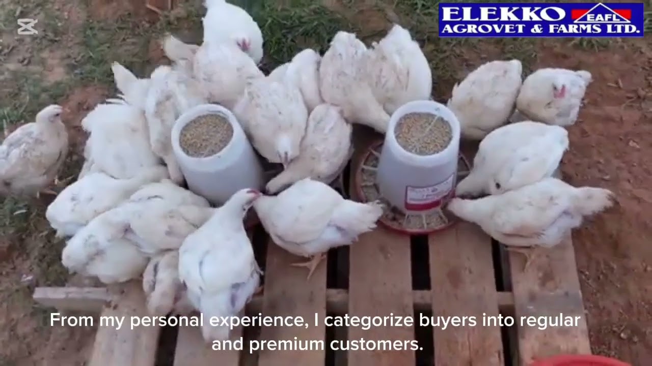 #PoultryTips #FastGrowth #ChickManagement #PoultryBusiness #ElekkoAgrovet #ProfitableFarming