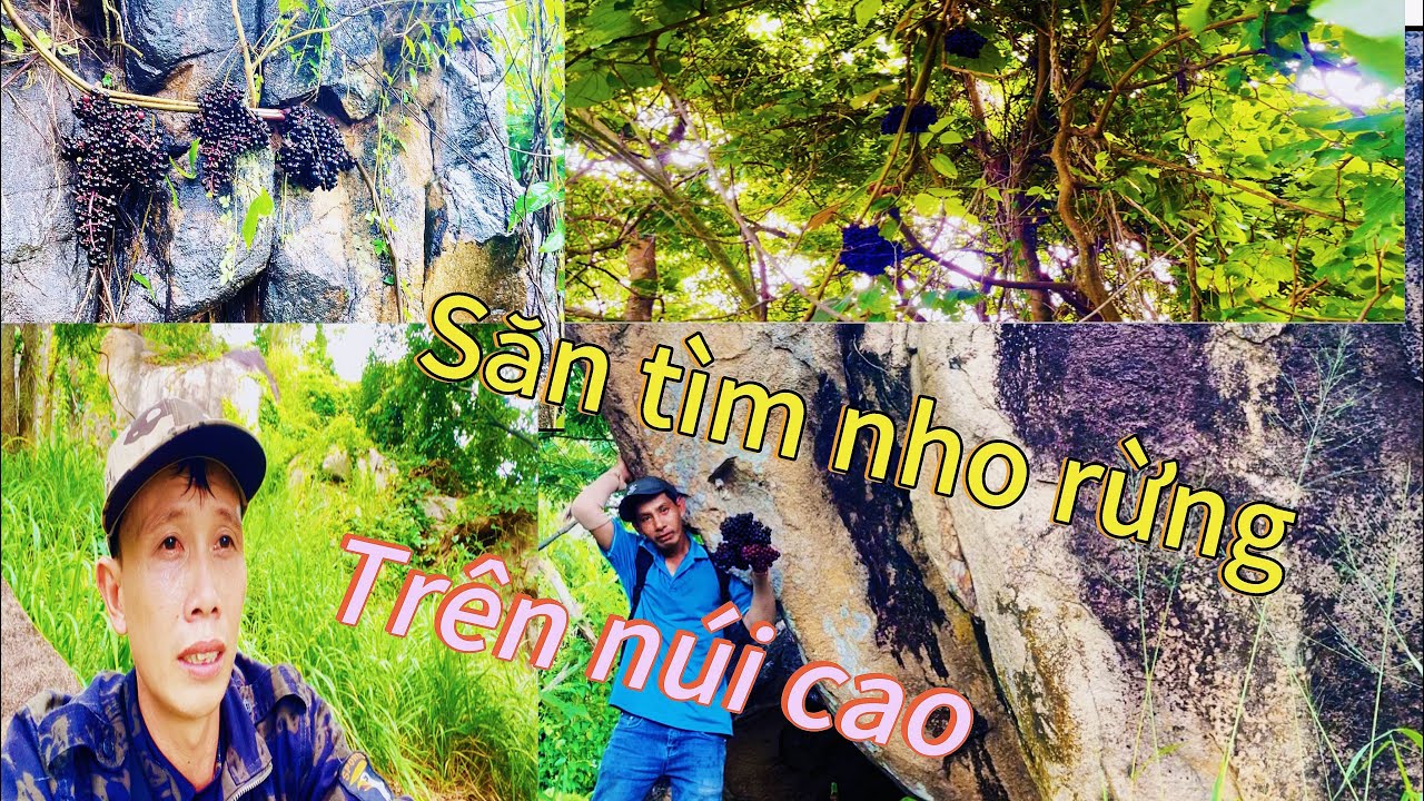 Săn tìm nho rừng trên núi cao.leo quá đuối 