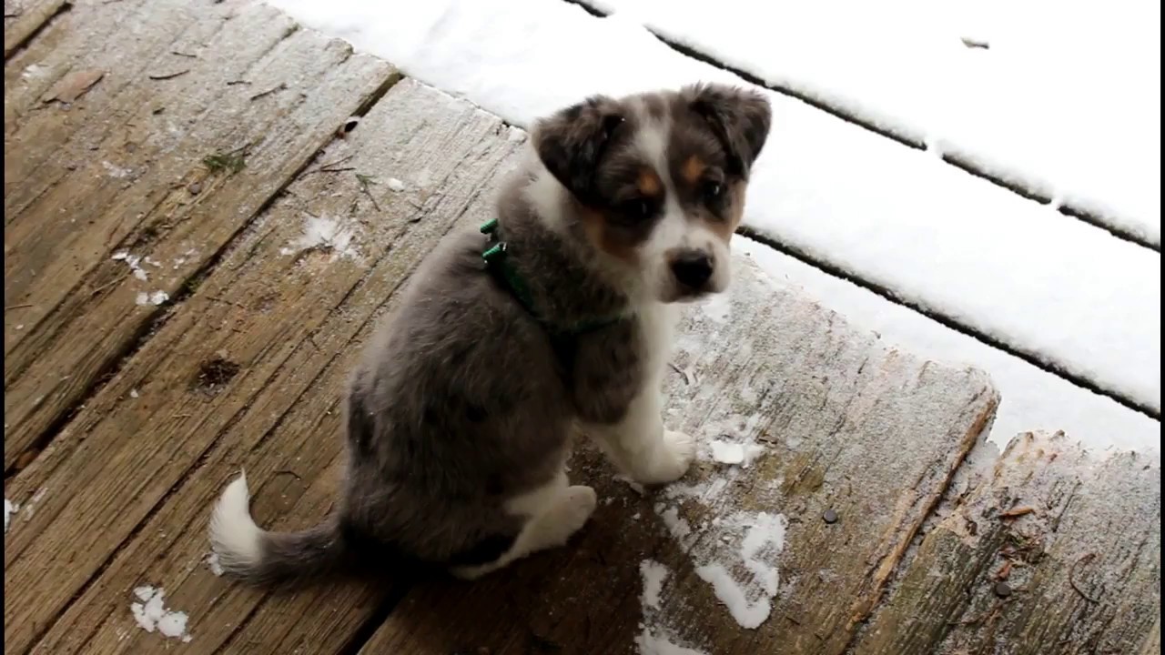 Husky/Australian Shepard Mix - OBG