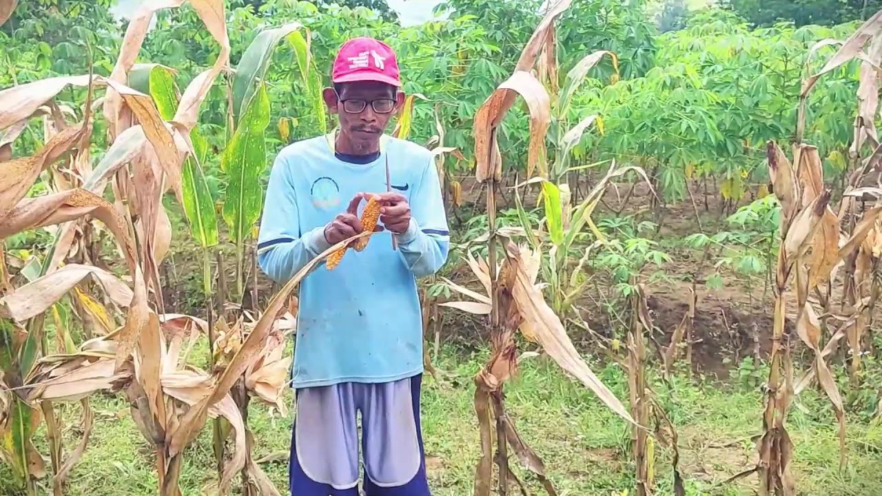 Manual Bamboo Processing for Traditional Farm Use #RuralAgriculture #TraditionalFarming