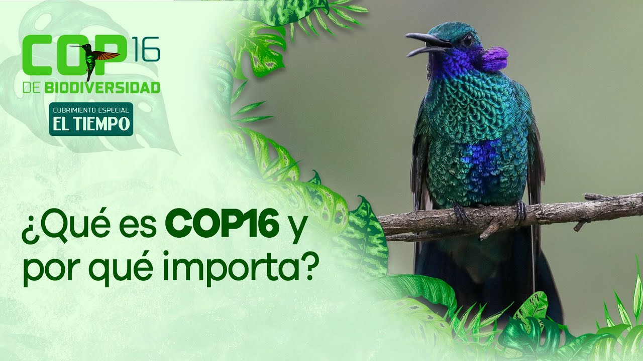 COP16: Qu&eacute; es, por qu&eacute; es importante y qu&eacute; le deja a Colombia | El Tiempo