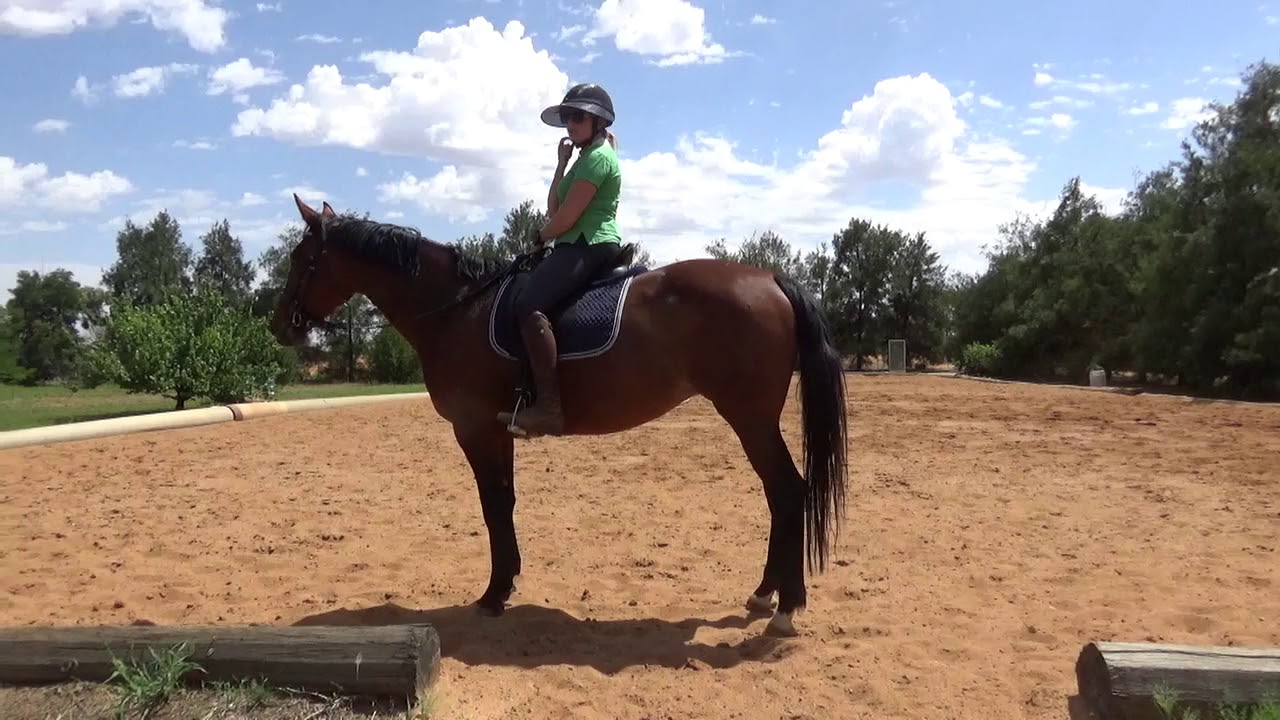 Retraining the Standardbred - canter techniques