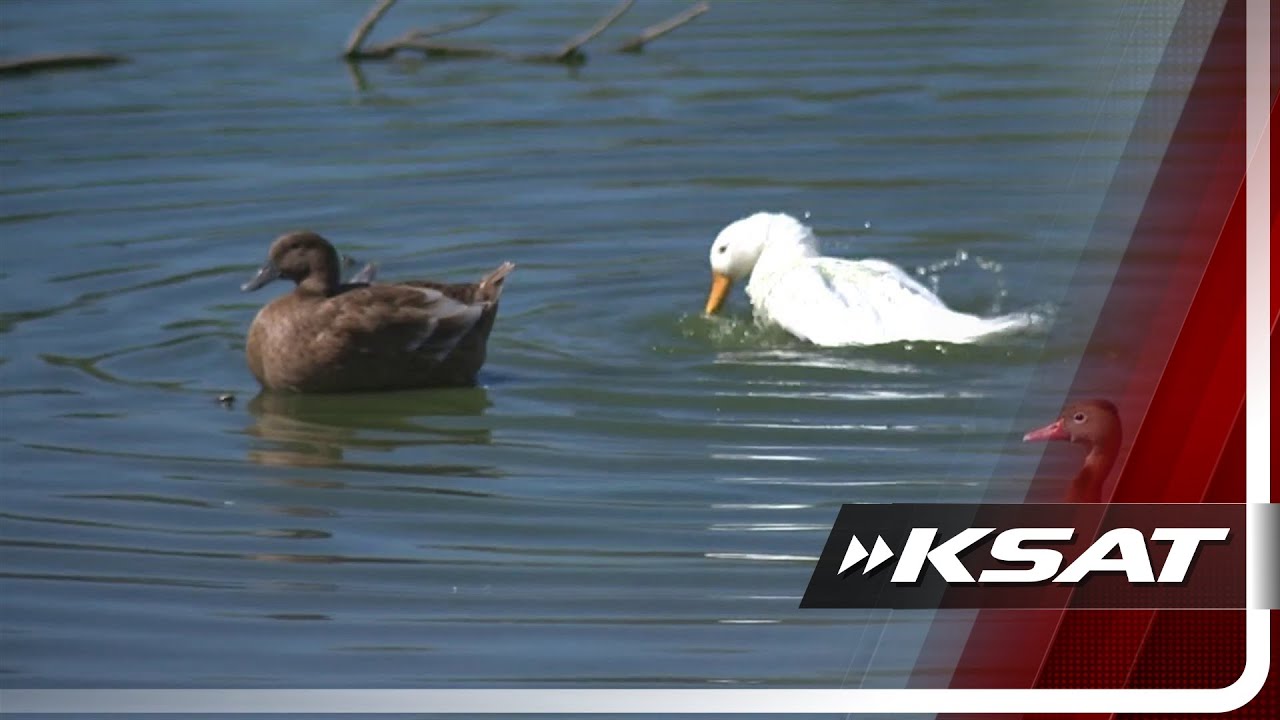 Жители обеспоколены безопасностью и качеством воды в парке Heritage Duck Pond.