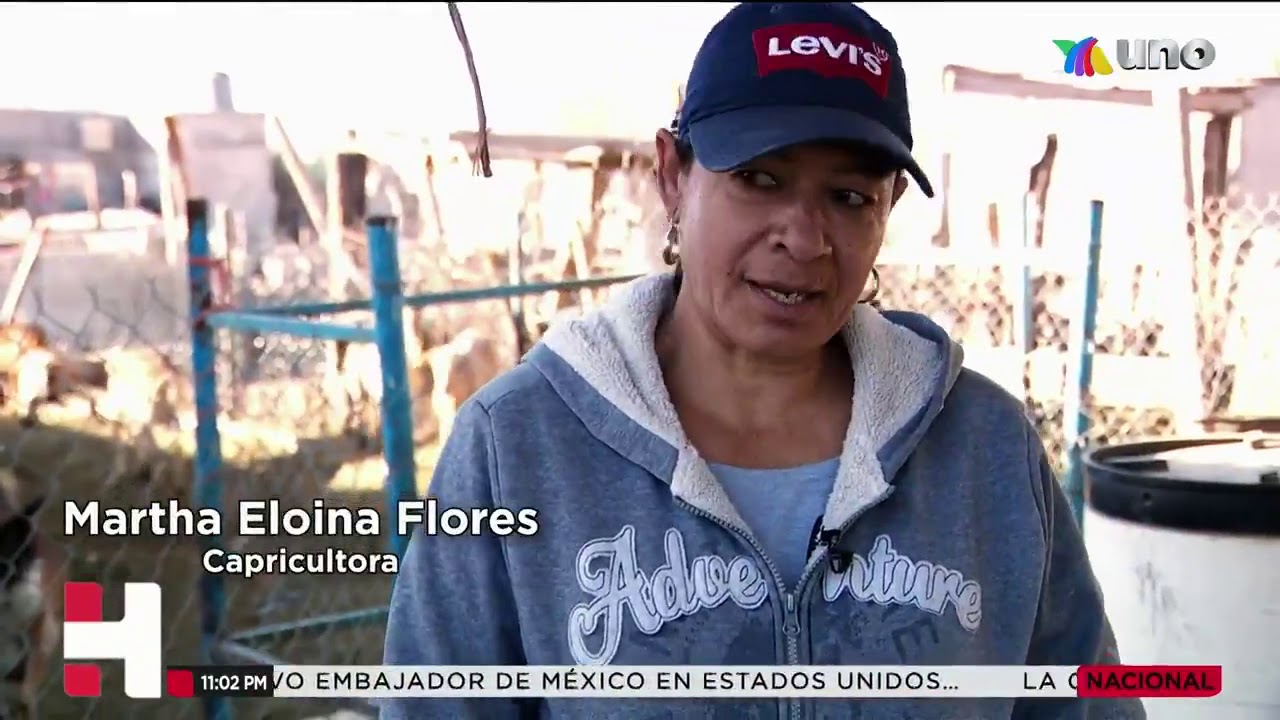 El Otro M&eacute;xico: La Comarca Lagunera y las cabras como fuente de trabajo