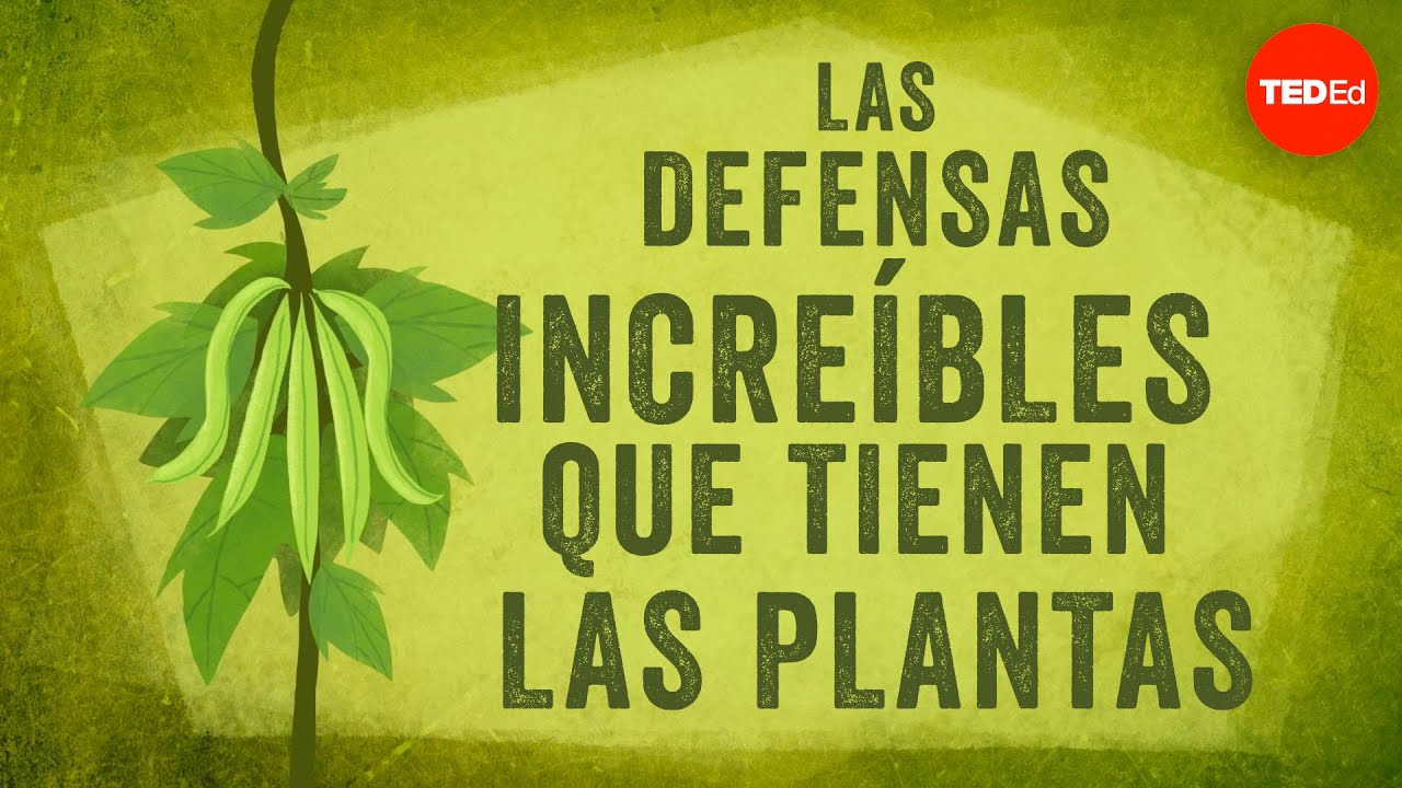 Las asombrosas formas en que las plantas se defienden - Valentin Hammoudi