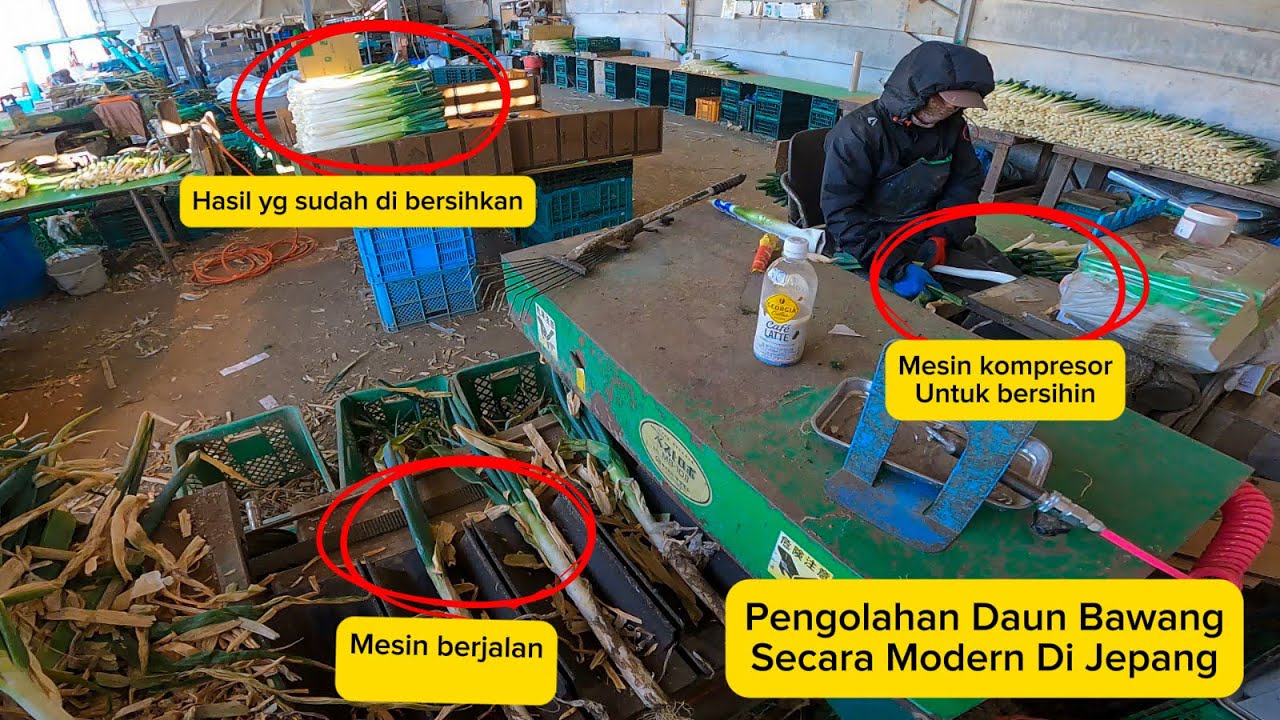 Hari Ke2 Kerja Di Perusahaan Baru Di Jepang ,Pertanian Daun Bawang Modern 