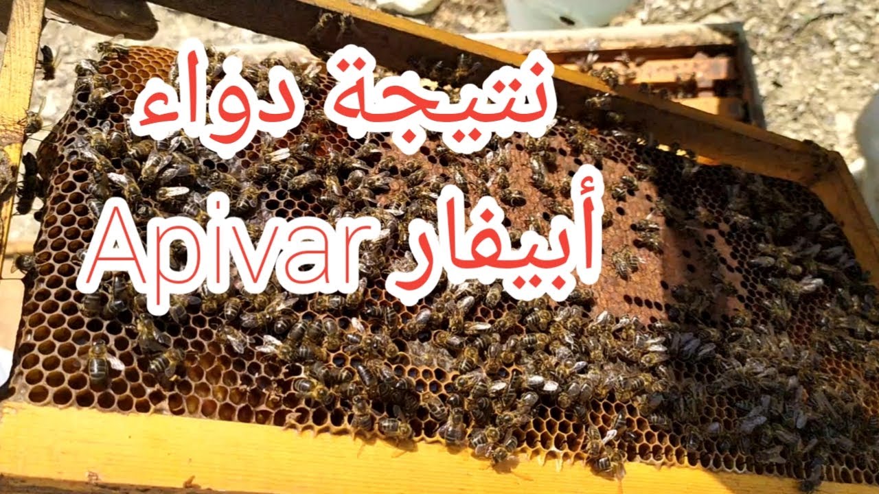 فحص خلية بعد خمسة أسابيع من معالجتها بدواء الفاروا أبيفار Apivar