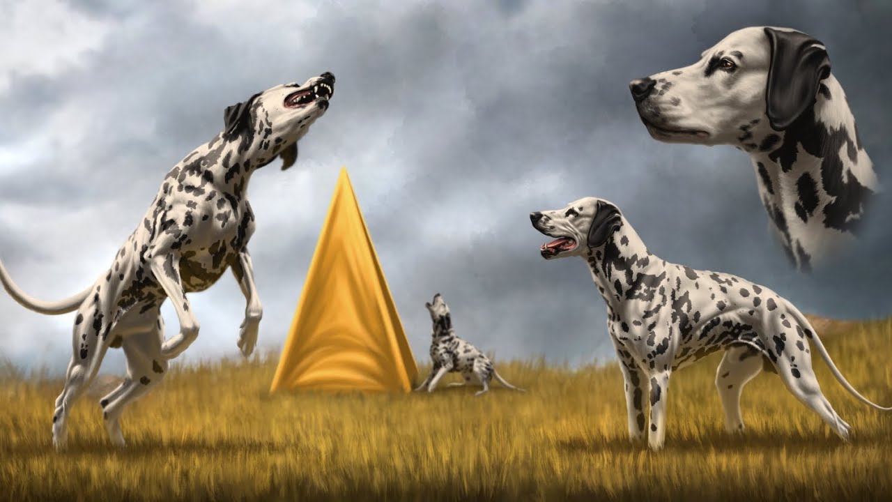 In Loving Memory of Shane, World's Best Dalmatian
