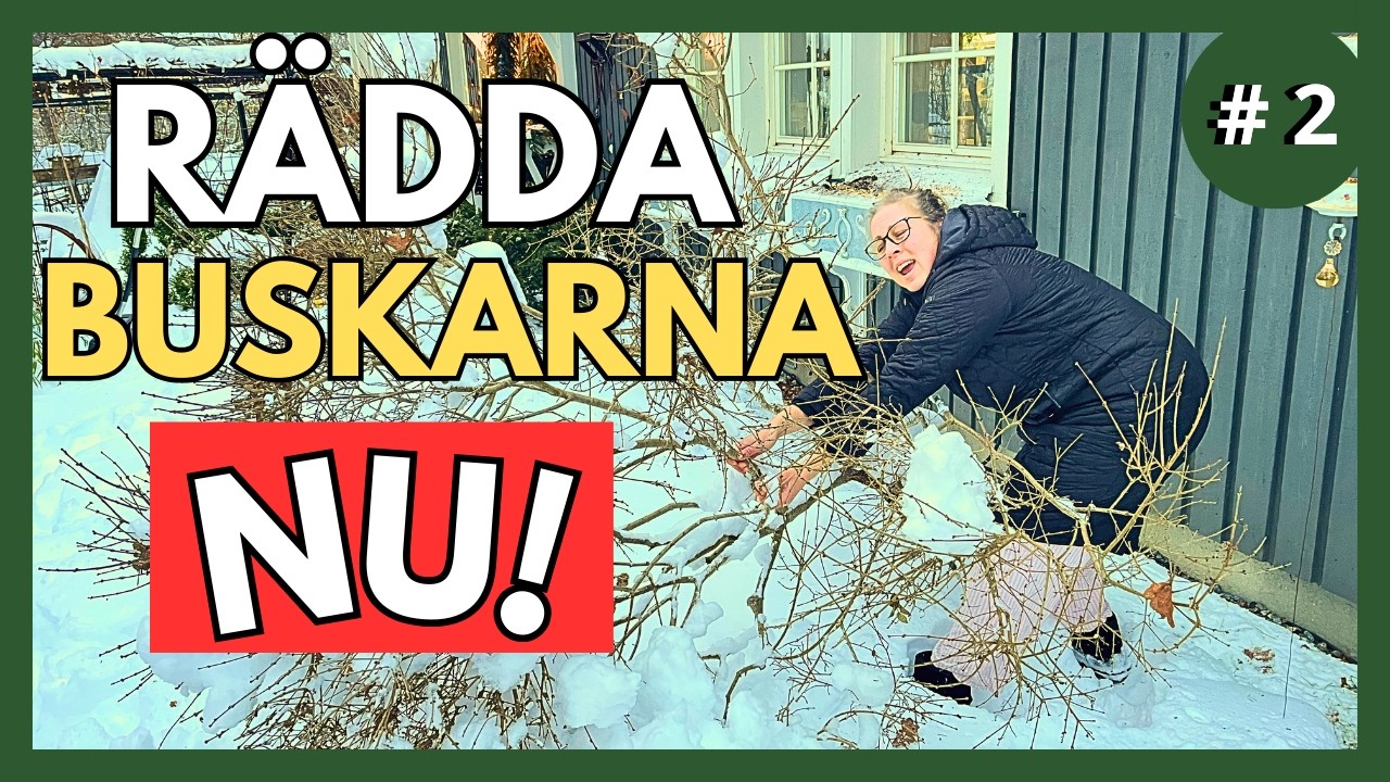 Gör ALDRIG detta när Snön lagt sig på dina Buskar!