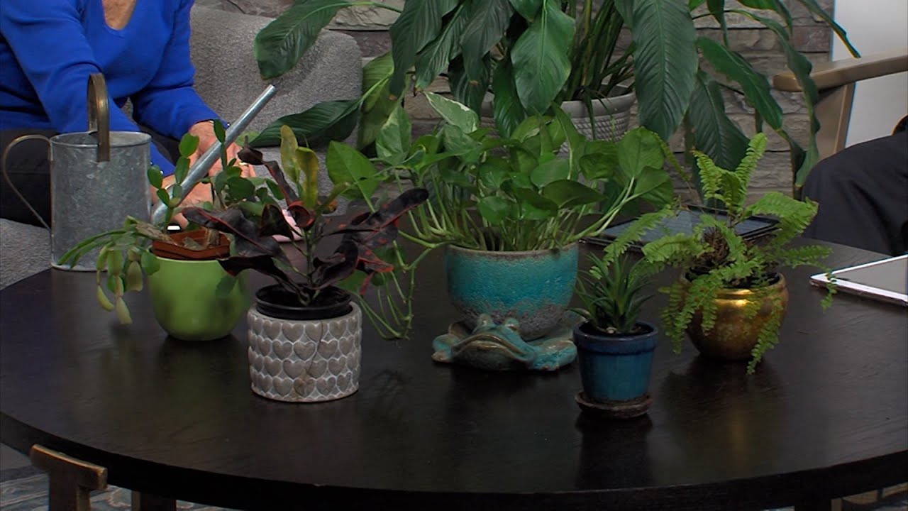 Taking Care of House Plants: Ginny Rosenkranz Discusses How to Properly Care For These Green Friends