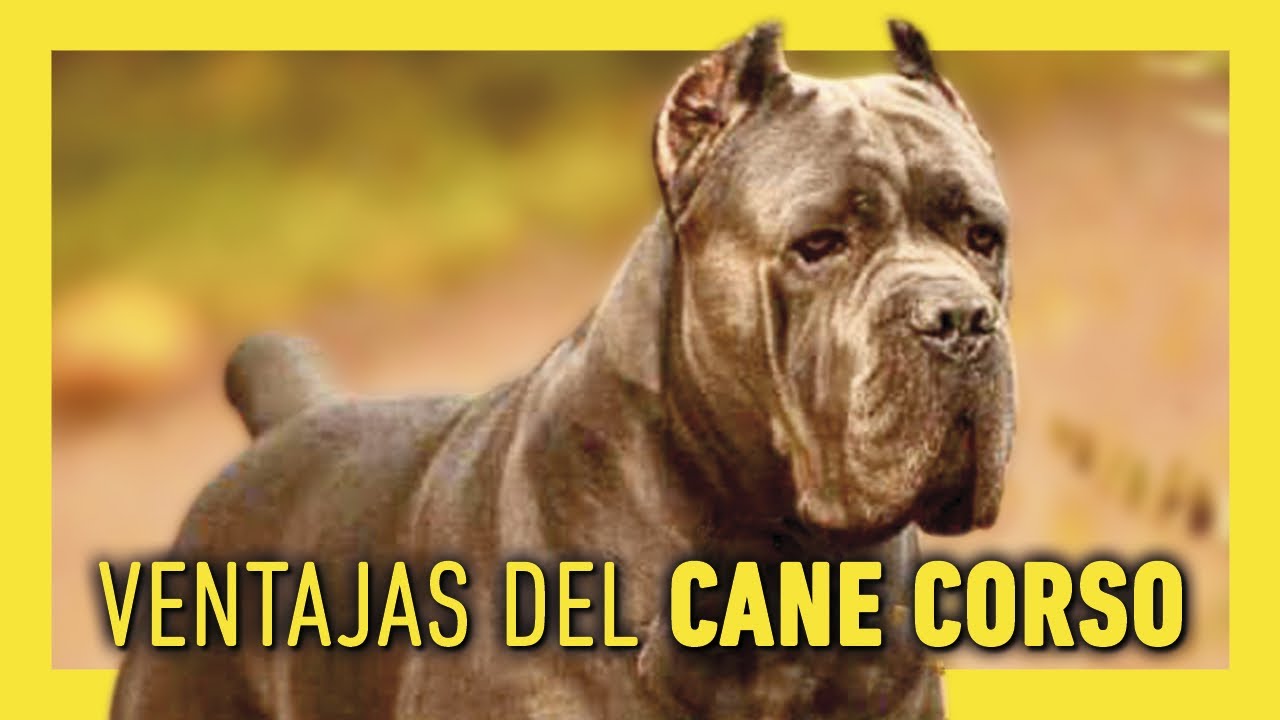 LAS VENTAJAS DEL CANE CORSO O MASTIN ITALIANO