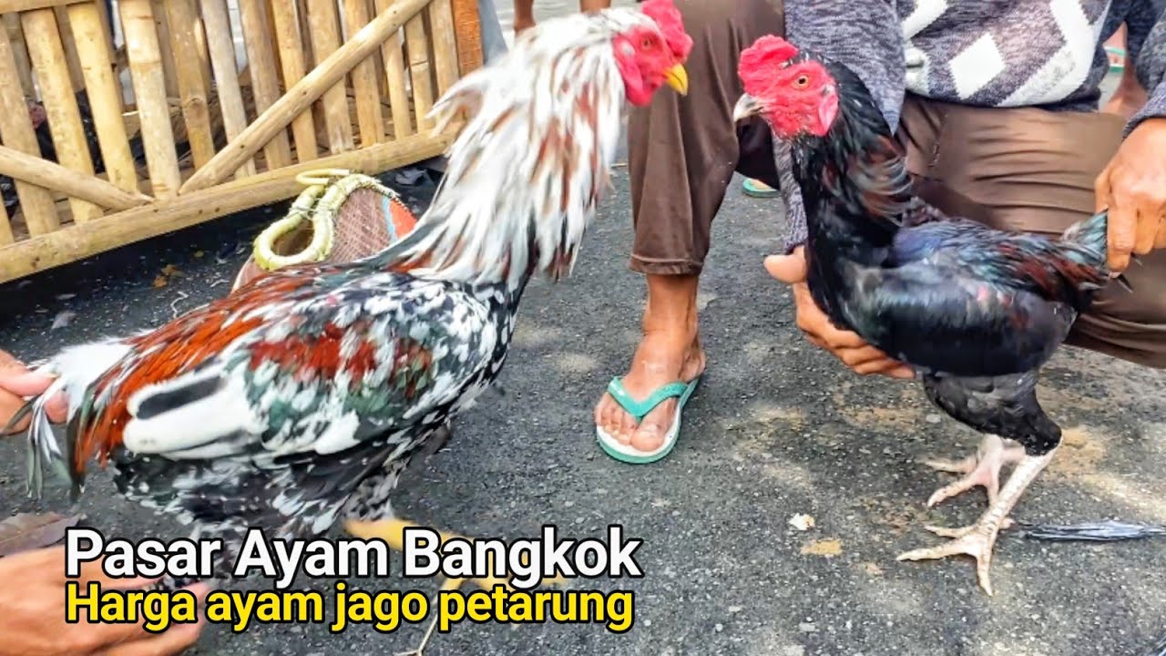 Pasaran Harga Ayam Bangkok Jago Jumbo, Ayam Brahma Pasar Bandungan Magelang Terbaru 