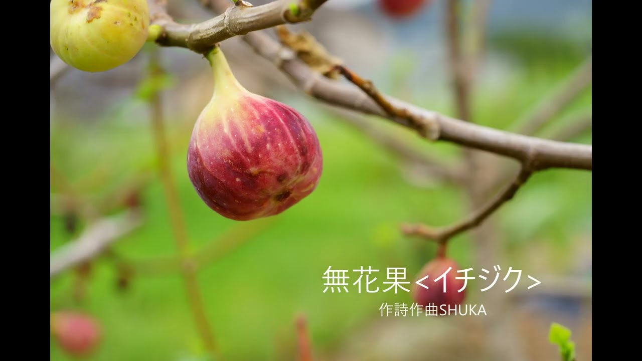 無花果(イチジク)