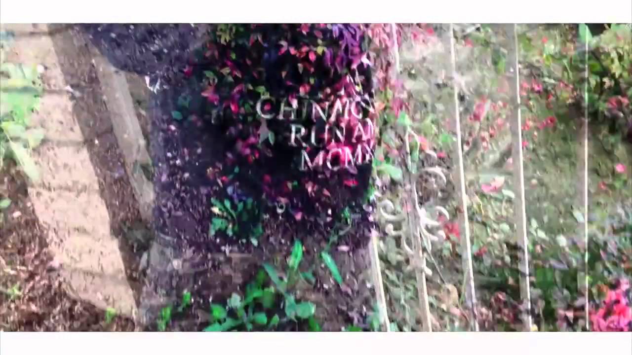 Chris Travis  - Red Roses @KenshinTravis