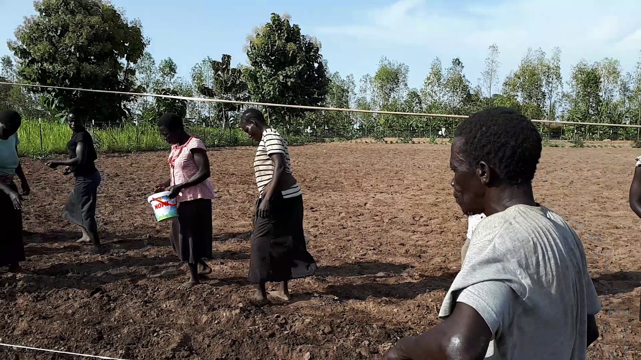 How to plant groundnuts in Uganda when there is no planter.