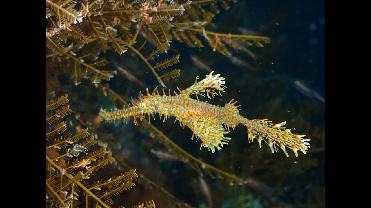 Best Macro dive sites in Bali Vol 1 Kubu Reefs
