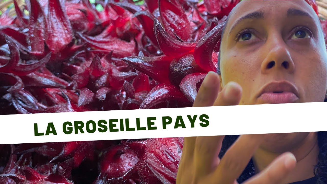 🌱Plantes médicinales /Jour 1 : La groseille pays