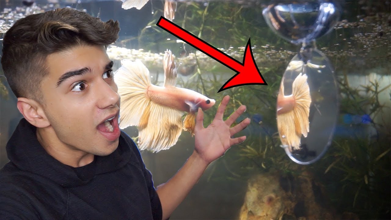 NEW BETTA FISH EXERCISE TOYS!