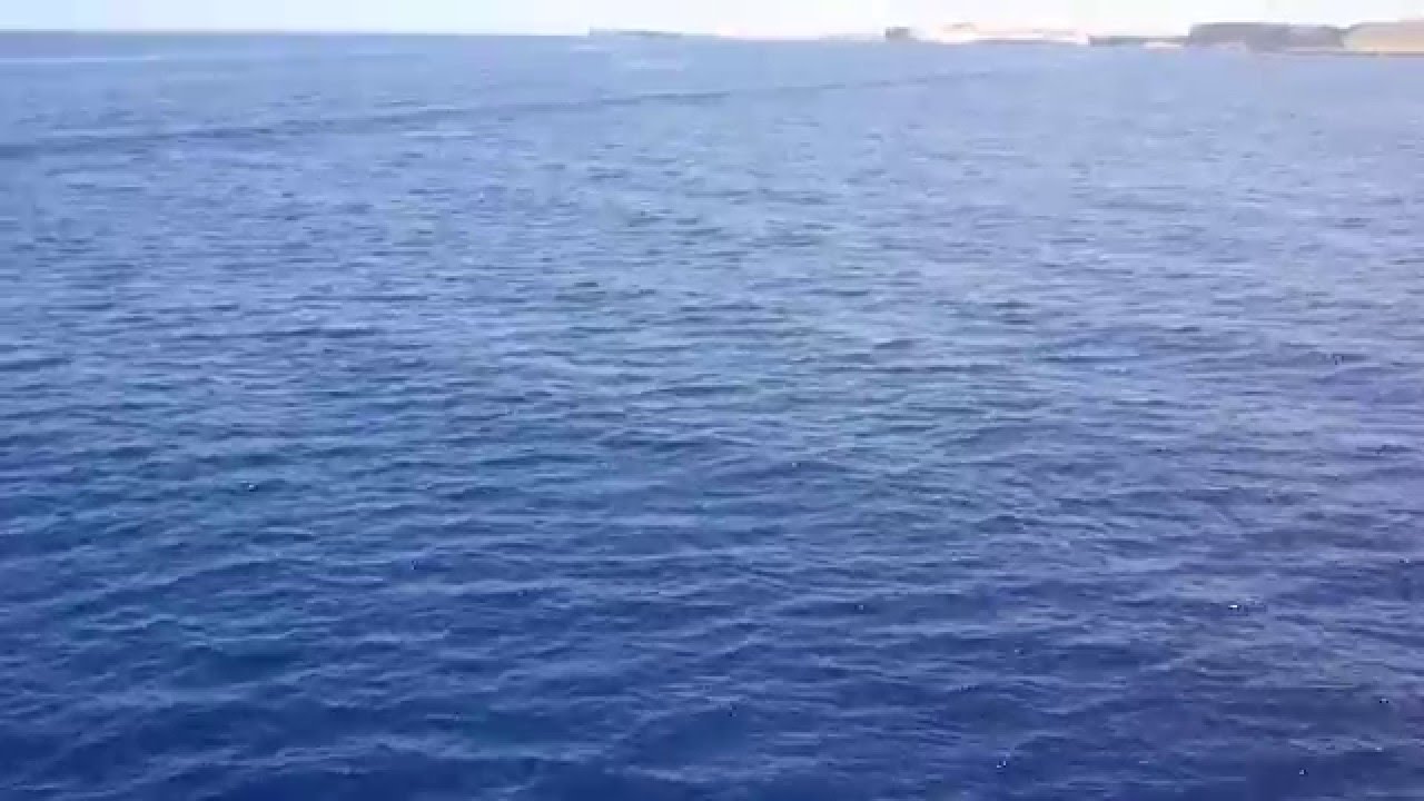 Чёрные плавники в Красном море.Black fins in the Red sea