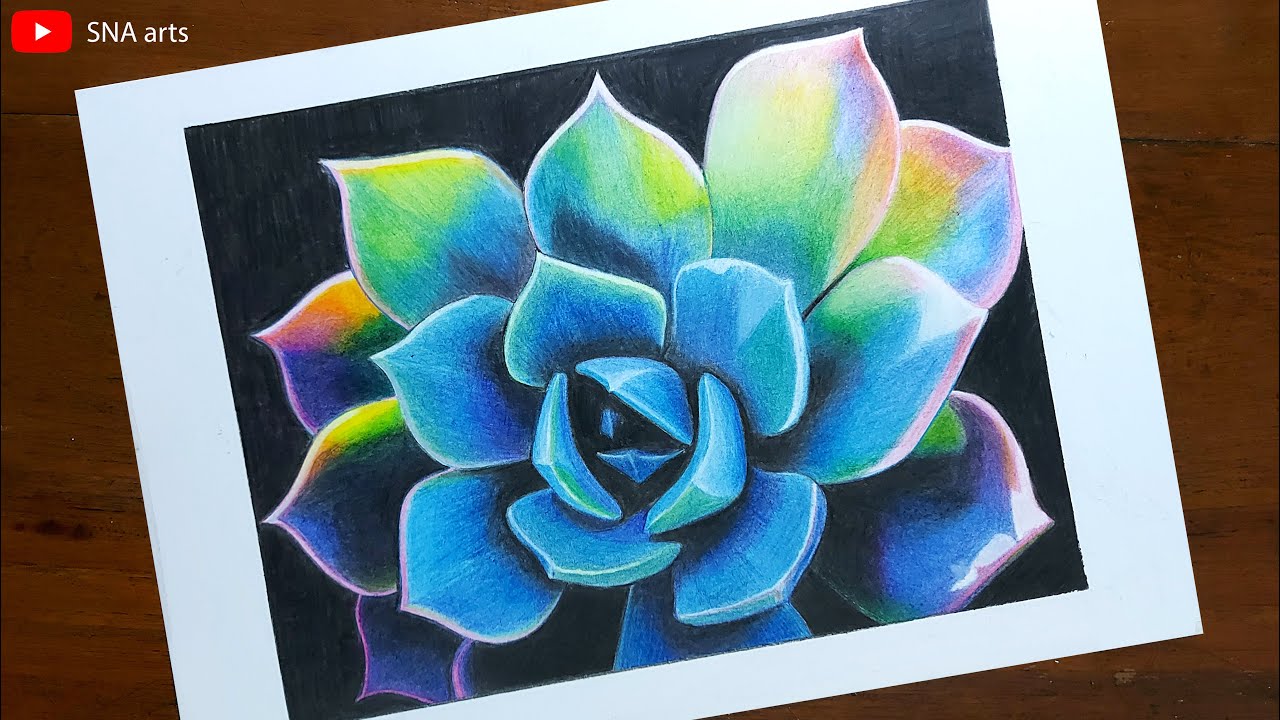 Drawing Succulents With Staedtler Design Journey