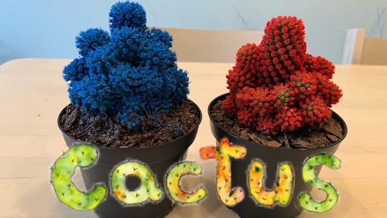 🇵🇭🇺🇸Bisaya Family l Dessert Gems Cactus l PinoyFam in America #12