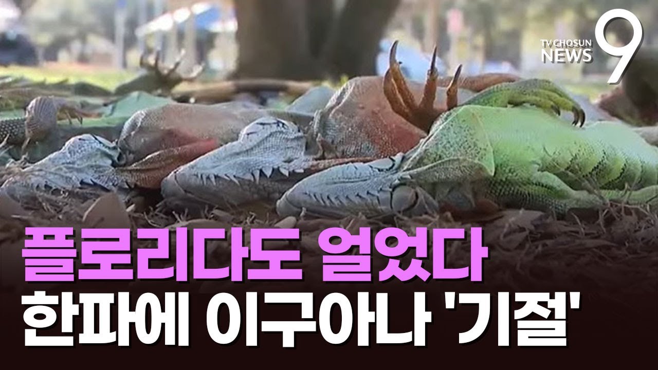 플로리다도 얼었다…100년 만의 한파에 기절한 이구아나들 나무서 '우수수' [뉴스9]