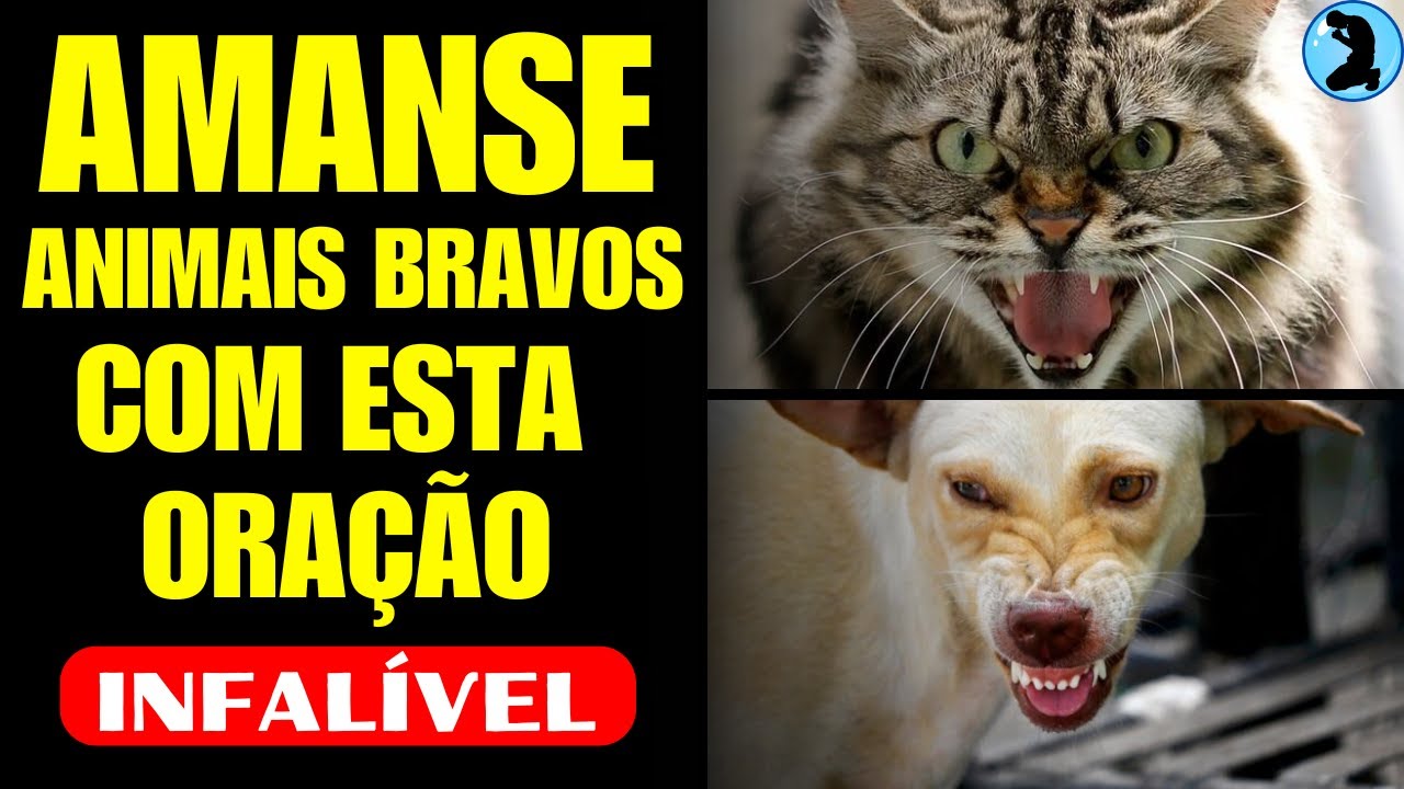 🐮🐻 ORAÇÃO PODEROSA PARA ACALMAR ANIMAIS BRAVOS E AGITADOS [ORAÇÕES MILAGROSAS]