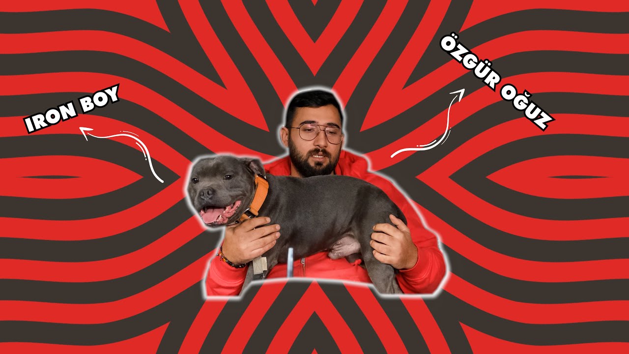 MAMA MI ? BARF MI ? I STAFFTURK KENNEL
