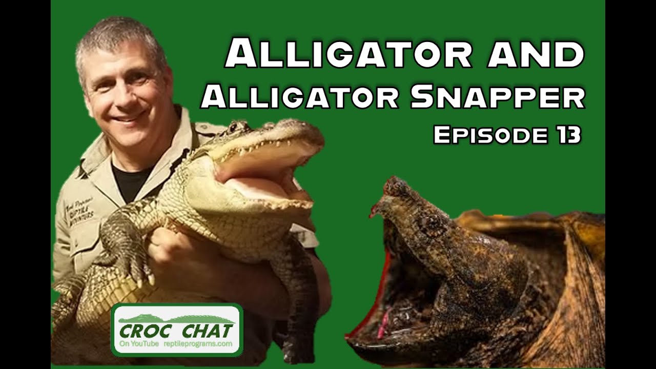 Alligator vs  Snapping turtle