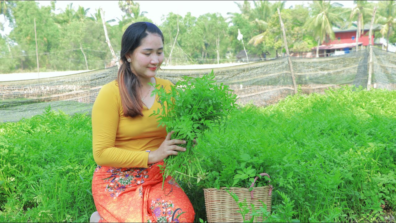 Harvest Celery In Family Scale - Cooking Celery Soup Pork Ribs - Cooking With Sros