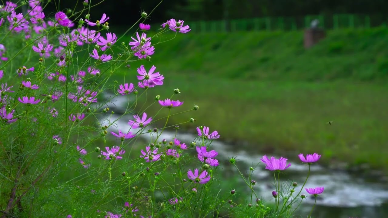Good morning: Sounds of the French Countryside