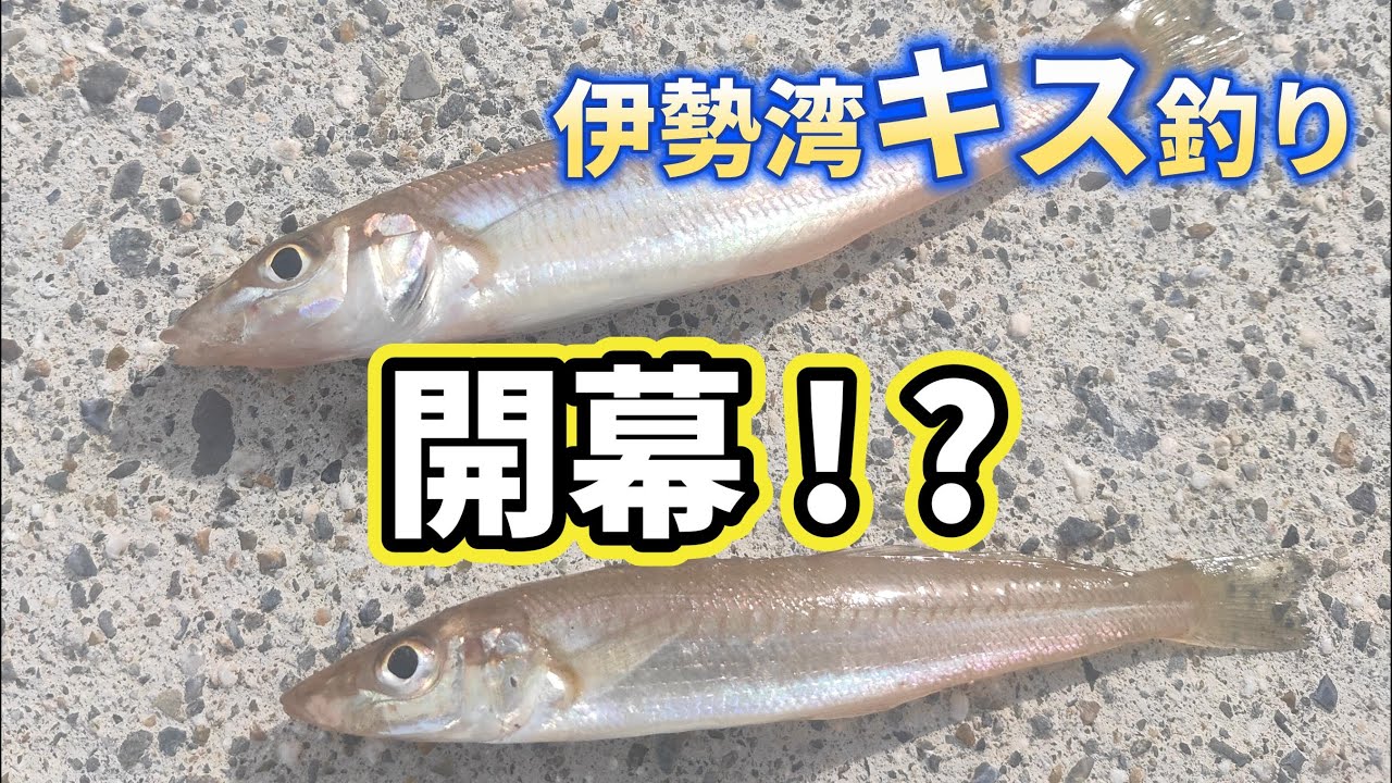 2023伊勢湾キス釣り第1回戦