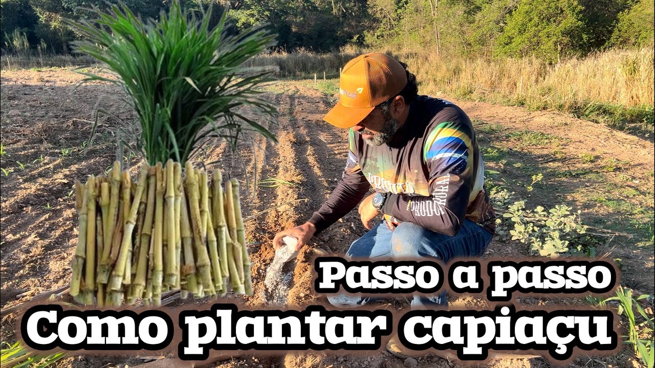 CAPIAÇU: APRENDA A PLANTAR E APROVEITE OS BENEFÍCIOS. 