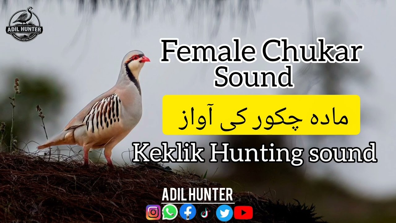Shikari Chukar Mada Ki Awaaz | Keklik Hunting Sound | Chukar Calling for Hunting#keklik #chukar